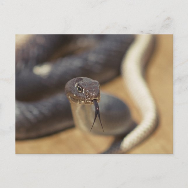 Carte Postale Curieux Serpent (Devant)