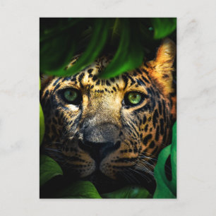 Carte Postale Curiosité sauvage : Jaguar Lurking dans la jungle