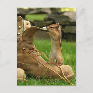 Carte Postale Curious Baby Chipmunk