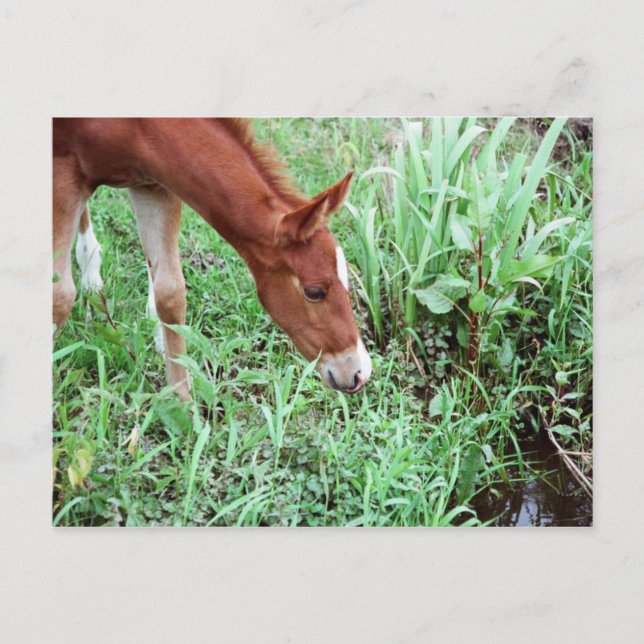 Carte postale Curious Foal 2 (Devant)