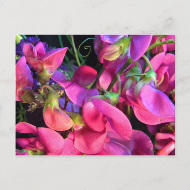 Carte Postale Curly Que (Devant)