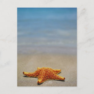 Carte Postale Cushion