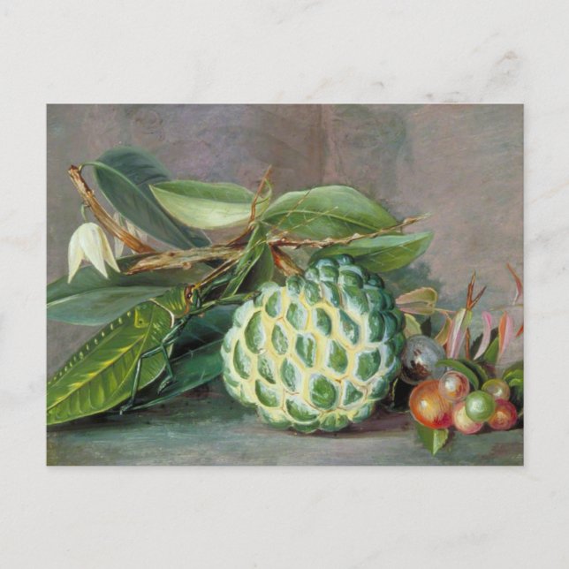 Carte postale Custard Apple - Marianne North (Devant)
