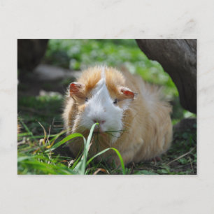 Carte Postale Cute, Abyssinian, Crème et Cochon de Guinée blanch