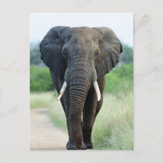Carte Postale cute African Elephant