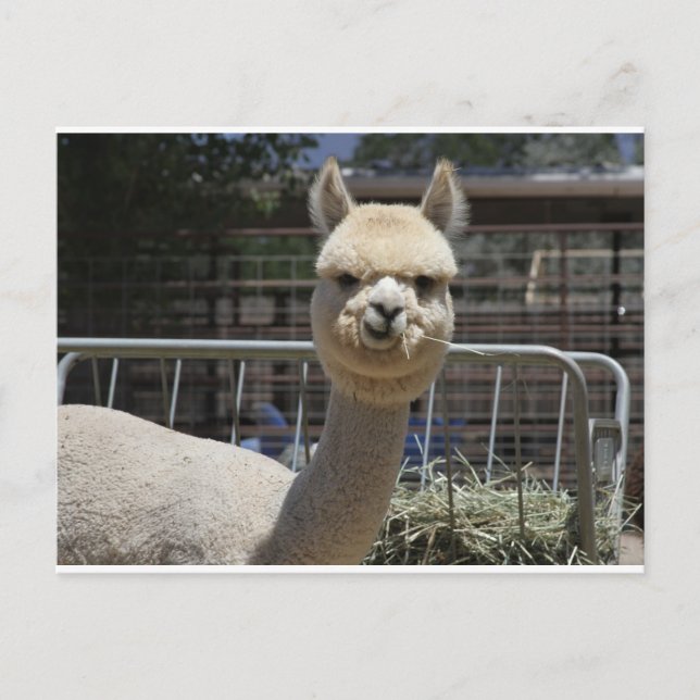 Carte Postale Cute Alpaca (Devant)