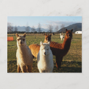 Carte Postale Cute Alpacas