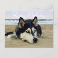 Cute Amoureux des chiens chiot Sibérien Husky Anni