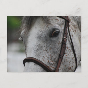 Carte postale Cute Appaloosa Horse