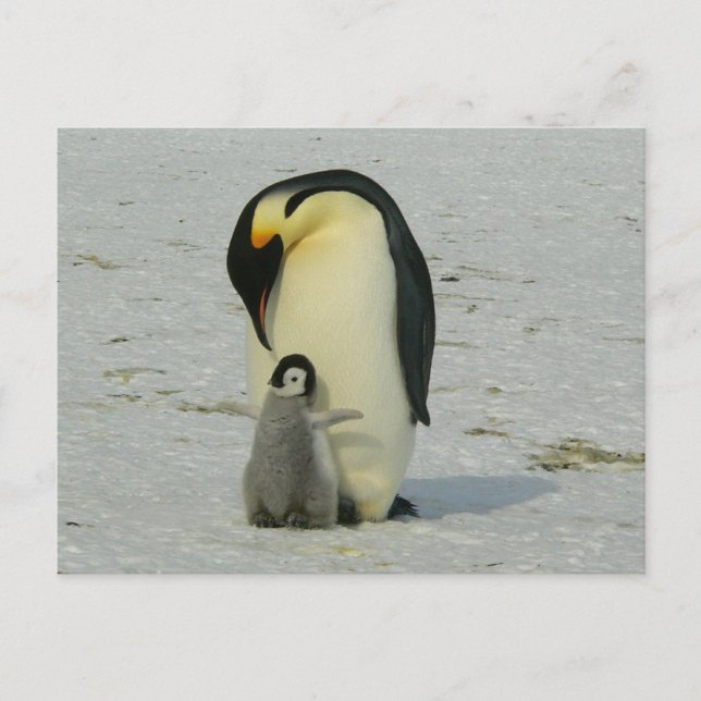 Carte Postale cute baby penguin with his mother (Devant)