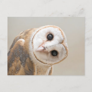 Carte Postale Cute Barn Owl