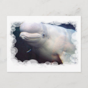 Carte postale Cute Beluga Whale