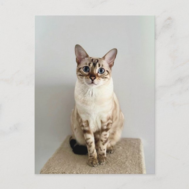 Carte postale Cute Bengale (Devant)
