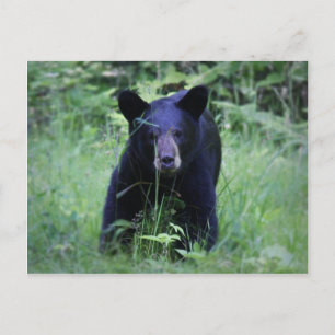 Carte Postale Cute Black Bear Cub Courir En Herbe Verte