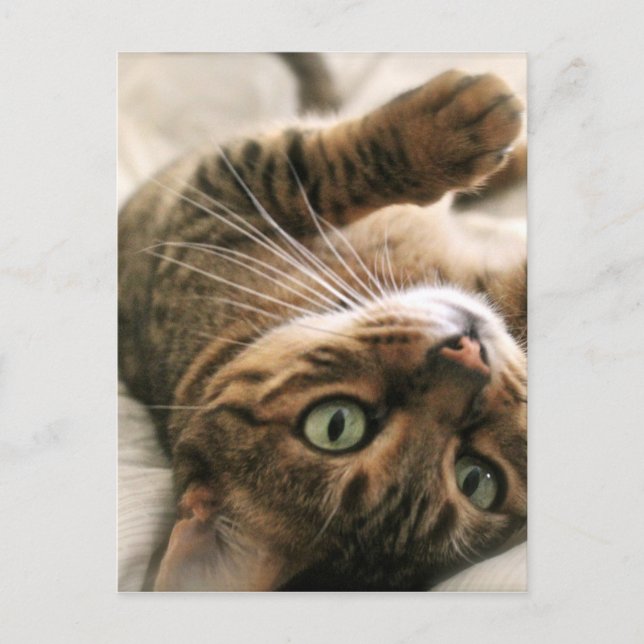 Carte Postale Cute Brown tacheté Bengale Chat Kitten couché dans (Devant)
