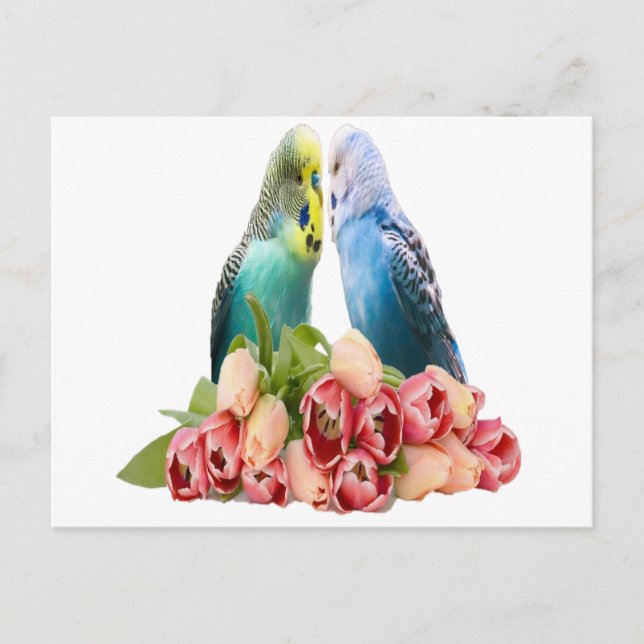 Carte Postale Cute Budgie Design (Devant)
