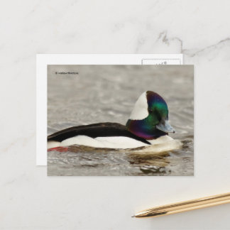 Carte Postale Cute Bufflehead Duck à l'étang