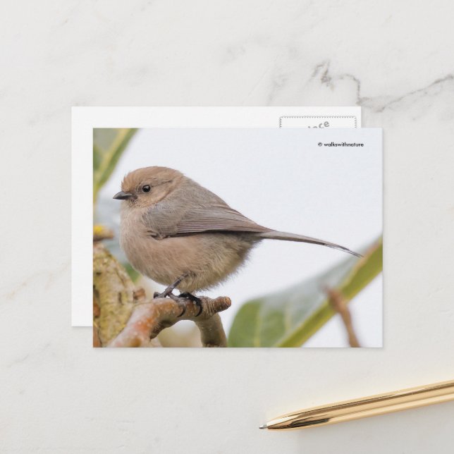 Carte Postale Cute Bushtit Songbird sur Pear Tree Branch (Devant/Arrière en situation)