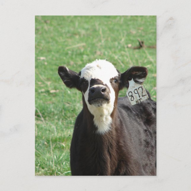 Carte Postale Cute Calf (Devant)