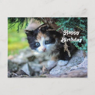 Carte Postale Cute Calico Kitten Photo Anniversaire