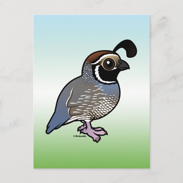 Carte Postale Cute California Quail (Devant)