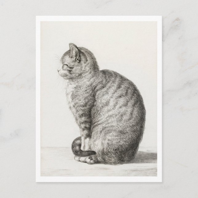 Carte Postale Cute chat gris et blanc (Devant)