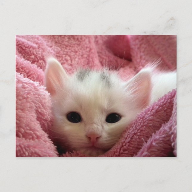 Carte Postale Cute chaton blanc dormant dans une couverture rose (Devant)