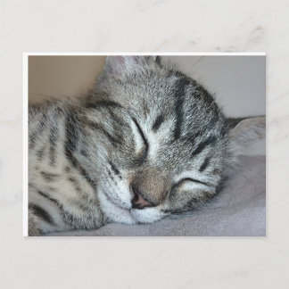 Carte Postale Cute chaton dormant
