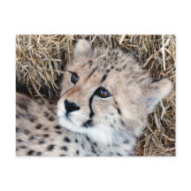 Cute Cheetah Cub Photo