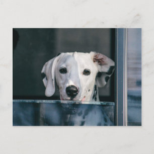 Carte Postale Cute chienne dalmate