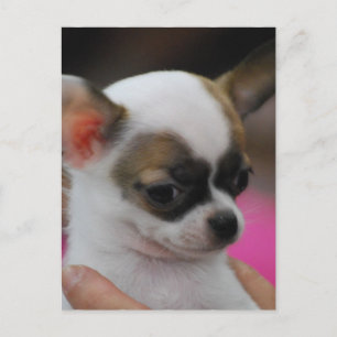 Carte postale Cute Chihuahua