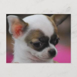 Carte postale Cute Chihuahua
