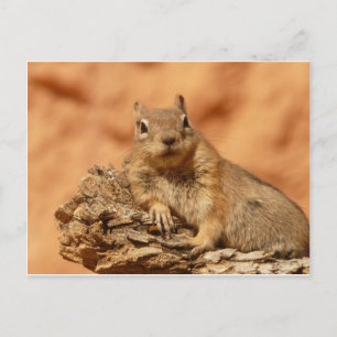 Carte Postale Cute Chipmunk