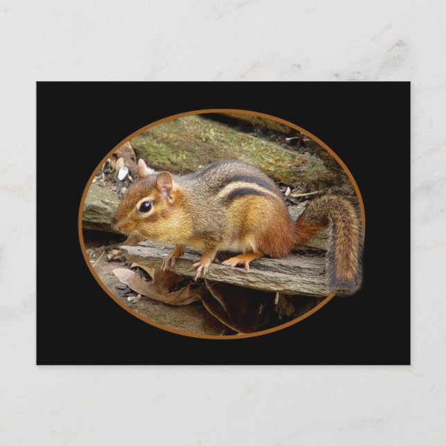 Carte postale Cute Chipmunk (Devant)