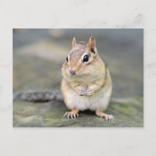 Carte Postale Cute Chipmunk avec Bug Friend