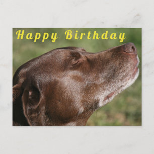 Carte Postale Cute Chocolate Labrador Dog - Happy Birthday