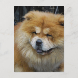 Carte postale Cute Chow Chow