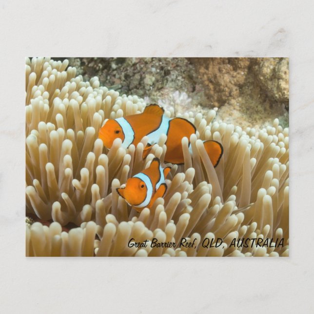 Carte Postale Cute Clown Fish (Devant)
