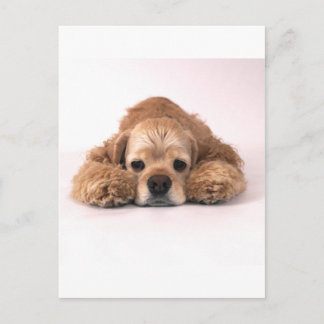 Carte Postale Cute Cocker Spaniel