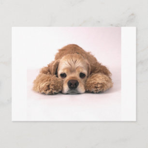 Carte Postale Cute Cocker Spaniel