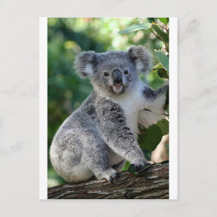 Carte Postale Cute cuddly Australian koala