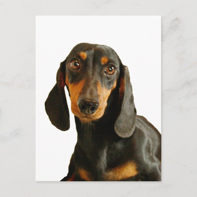 Carte Postale Cute Dachshund ( Miniature Brown courte haïe ) (Devant)