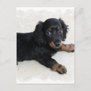 Carte postale Cute Daschund