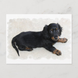 Carte postale Cute Daschund