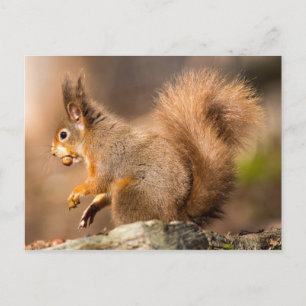 Carte Postale Cute écureuil rouge cueillant des noix