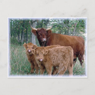 Carte Postale Cute et adorable graisse moelleuse veaux Highland