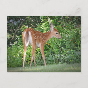Carte Postale Cute Fawn