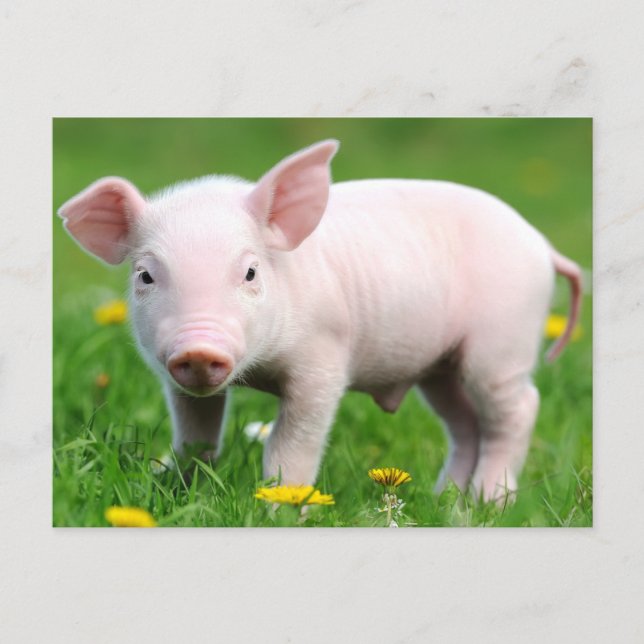 Carte Postale Cute ferme Vie ferme Écorce rose Piglet (Devant)