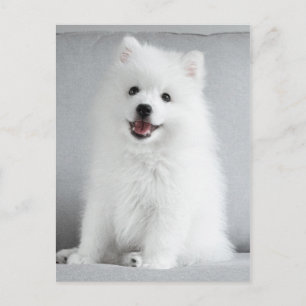 Carte Postale Cute Fluffy Japonais Spitz Puppy