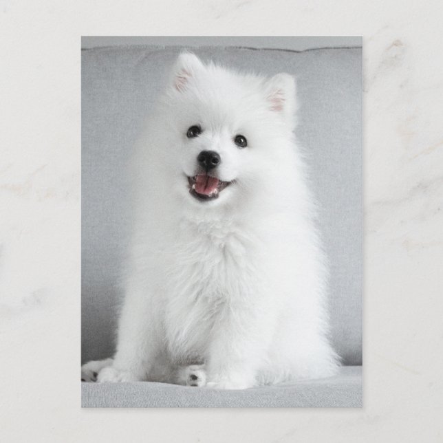 Carte Postale Cute Fluffy Japonais Spitz Puppy (Devant)